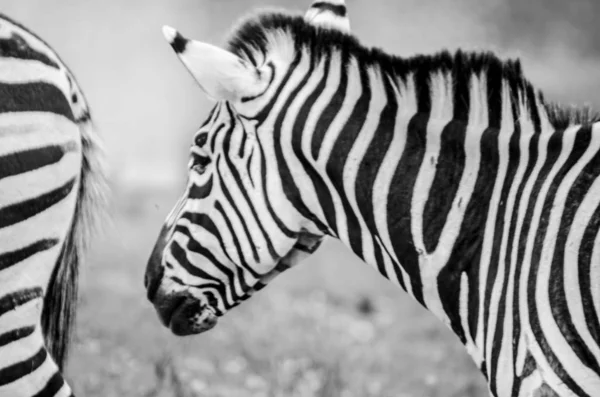 Grevy Zebra Grama Próximo Lago Parque Natural Cabarceno Cantabria Espanha — Fotografia de Stock