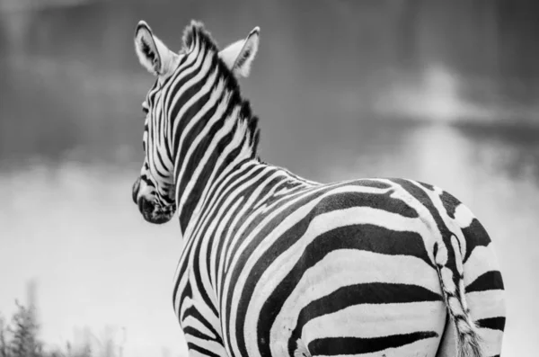 Grevy Zebra Gräs Bredvid Sjön Naturparken Cabarceno Kantabrien Spanien — Stockfoto