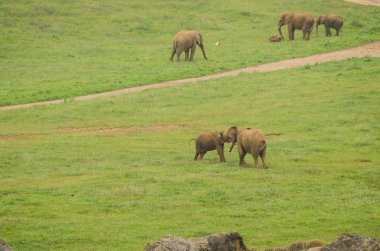 Cantabria 'daki Cabarceno parkında Afrika filleri (İspanya))
