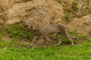 Güzel Çita yeşil çimlerin üzerinde