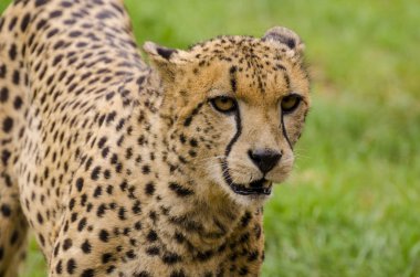 Güzel Çita yeşil çimlerin üzerinde