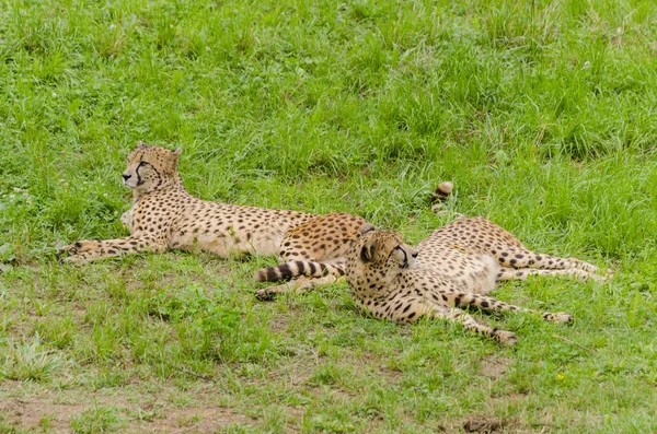 Cheetah Bonita Grama Verde — Fotografia de Stock