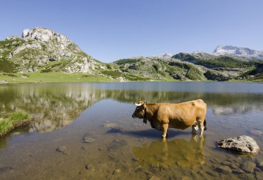 Covadonga göllerinde otlayan inek.