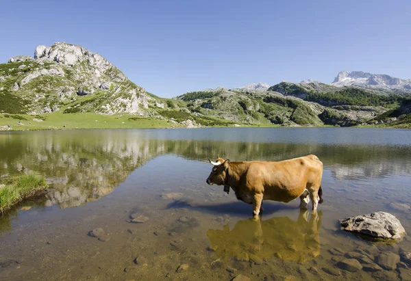 Vache Broutant Librement Dans Les Lacs Covadonga — Photo