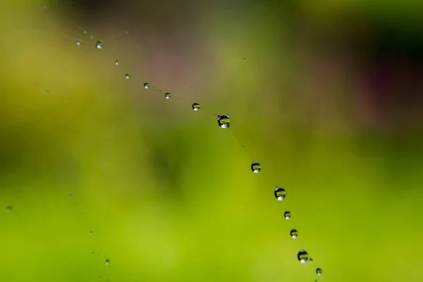 水晶清澈的水滴在蜘蛛网上模糊的背景上. — 图库照片