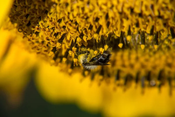 Bijen bestuiven de zonnebloem en verzamelen de nectar.. — Stockfoto