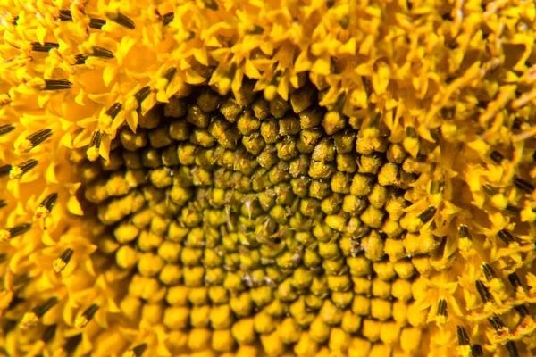 Zavřít pohled na slunečnici v létě. — Stock fotografie