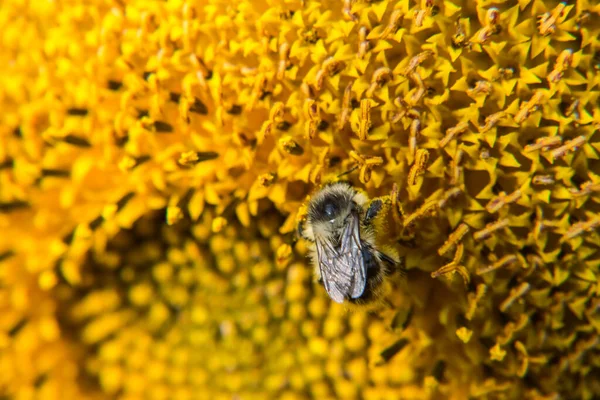 Včela opyluje slunečnici a sbírá nektar. — Stock fotografie