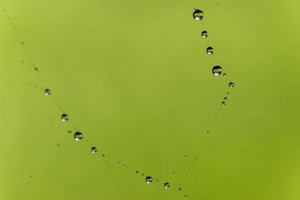 水晶清澈的水滴在蜘蛛网上模糊的背景上. — 图库照片
