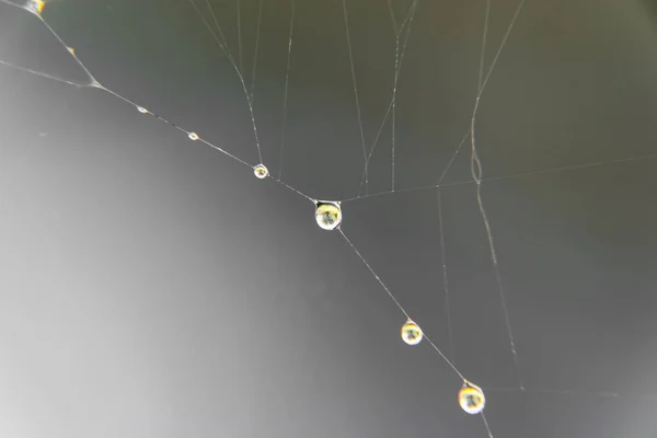 Bulanık bir zemindeki örümcek ağına kristal berrak su damlaları.