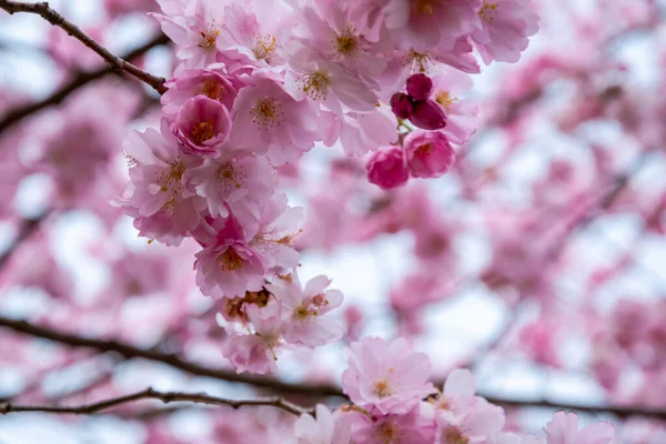 Een kort seizoen moment in de lente is de bloei van de sakura boom. — Stockfoto