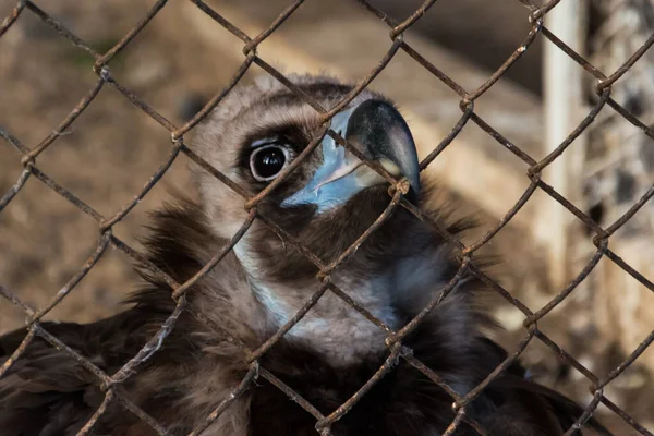 動物園のバーの後ろに野生と孤独なグリフィン. — ストック写真