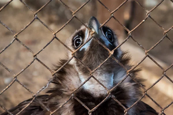 動物園のバーの後ろに野生と孤独なグリフィン. — ストック写真