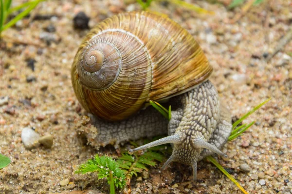 大きなカタツムリが緑の草の中の写真を閉じて、それはどこかを取得しようとしている. — ストック写真