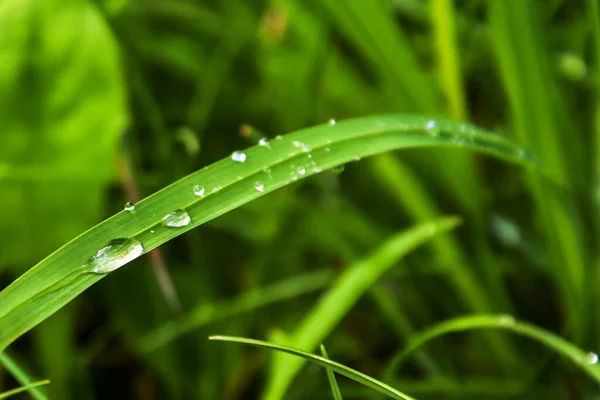 晶莹清澈的水滴在雨后生机勃勃的青草上. — 图库照片