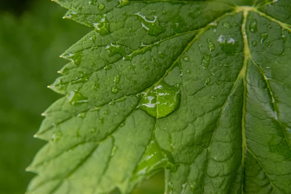 雨后绿叶上有水滴. — 图库照片