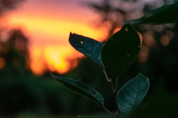 背景上色彩斑斓的日落前的树枝轮廓. — 图库照片