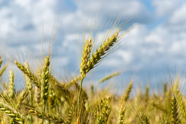 Ein reifendes Weizenfeld an einem sonnigen Sommertag. — Stockfoto