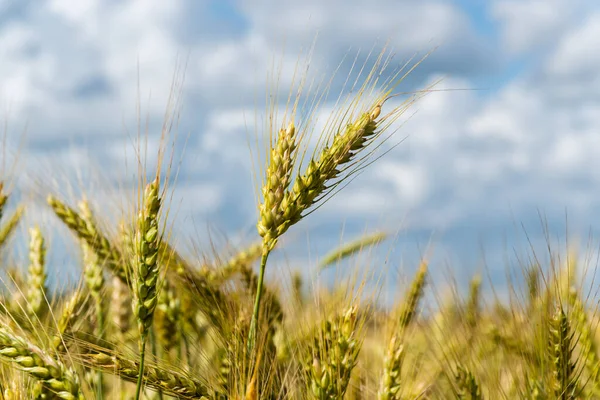 Ett mognande vetefält en solig sommardag. — Stockfoto