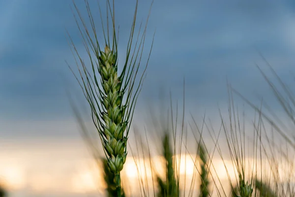 Um campo de amadurecimento de trigo em um pôr do sol. — Fotografia de Stock