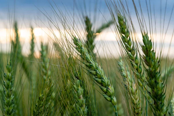 Um campo de amadurecimento de trigo em um pôr do sol. — Fotografia de Stock