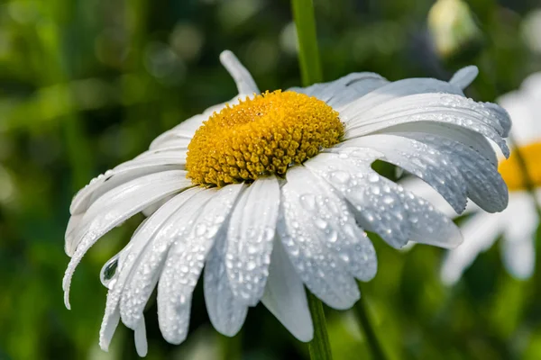 Close up de flores brancas de camomila com gotas de chuva nas pétalas. — Fotografia de Stock