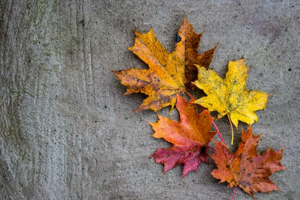 Hintergrund der bunten Ahornblätter im Herbst. — Stockfoto