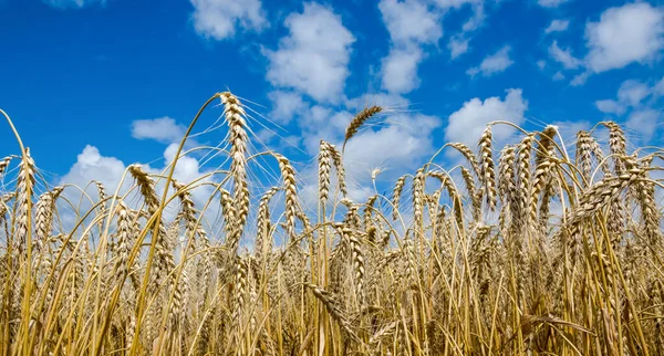 Um campo de amadurecimento de trigo em um dia ensolarado de verão. — Fotografia de Stock