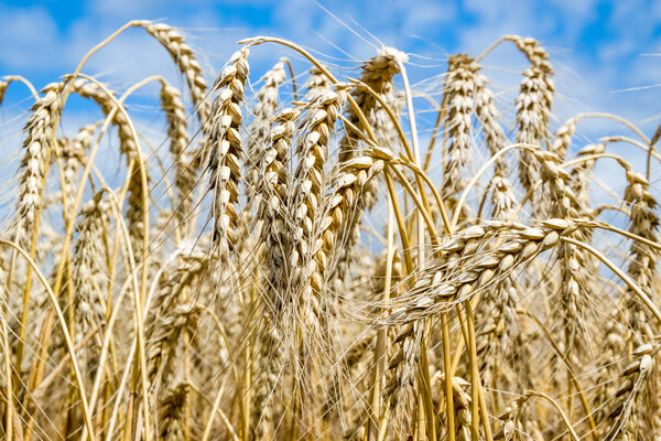 Созревающее поле пшеницы в солнечный летний день.