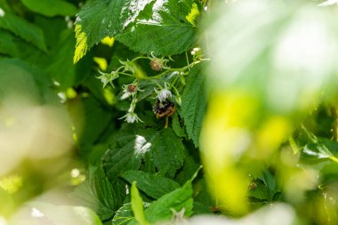 Arı nektarı arıyor ve topluyor. Böcek ahududu çalılığında oturuyor..