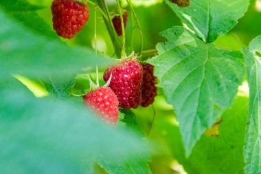 Çalılıklarda sağlıklı ve lezzetli sonbahar ahududu yetişiyor..
