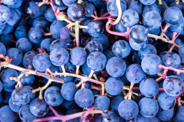 Hasat edilen bir yığın yabani üzümün arka planı.