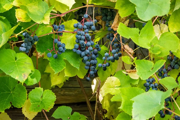 A bunch of wild grapes hanging from the branch.