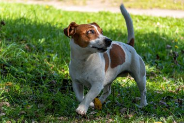Mutlu ve gülümseyen Jack Russell Terrier yana bakıyor..