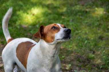 Jack Russell Terrier bir şeye ya da birine bakıyor..