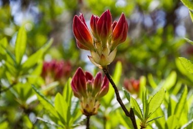 Ülke parkında çiçek açan kırmızı rhododendronlar.