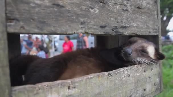 Luwak Hayvan Gün Boyunca Ahşap Bir Kutu Içinde Uyuyor — Stok video