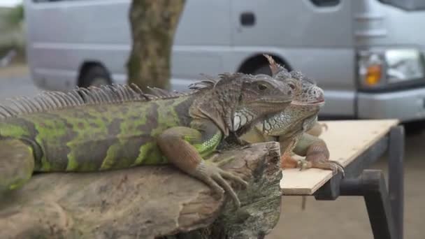 两只蜥蜴在桌子上等着游客拍照 — 图库视频影像