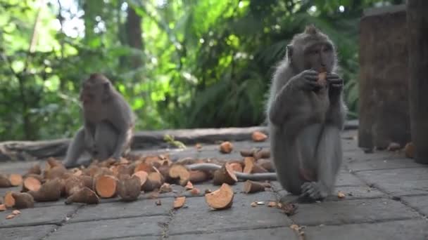 Dois Jovens Macacos Cauda Longa Comendo Batatas Doces Floresta Dos — Vídeo de Stock