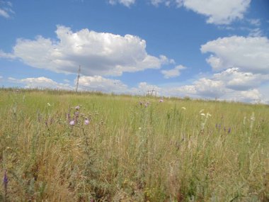 Bulutların altında otlar ve çiçekler. Ufuk çizgisine alan.