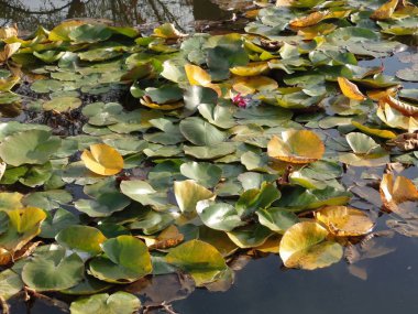 Göldeki zambaklar. Su üzerindeki bitkiler.