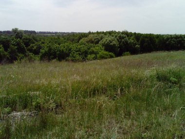 Alan ağaçların arasından ufka geçer. Glade ormanda.