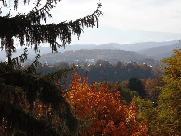 Combinazione Conifere Latifoglie Alberi Montagna — Foto Stock