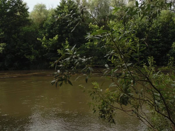 Cespugli Alberi Sul Fiume Fiume Tutta Sua Gloria — Foto Stock