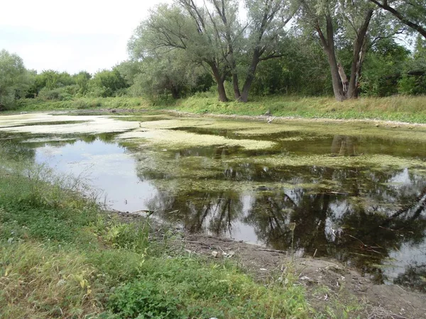 一个小湖盛开 河岸上的绿树 — 图库照片