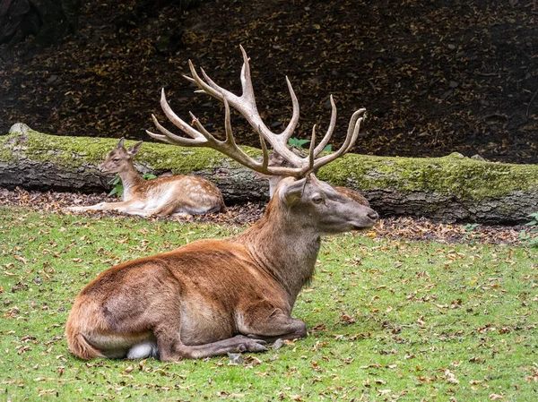 Duitsland Harz een rust Roebuck op de velden — Stockfoto