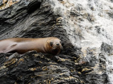 Şili deniz aslanı yaban hayatı atacame
