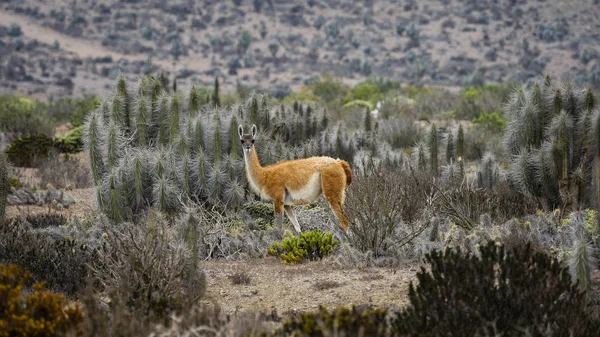 Chile desert guanacos wildlife — Stock Photo, Image