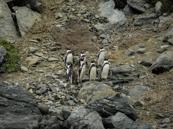 Şili vahşi penguen patagonya