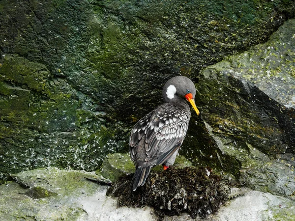 Chile Coast Sea Bird — Stockfoto